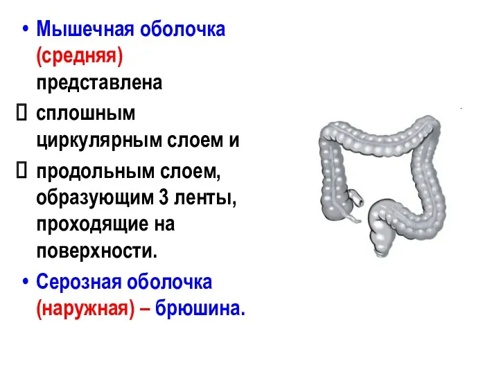 Мышечная оболочка (средняя) представлена сплошным циркулярным слоем и продольным слоем,