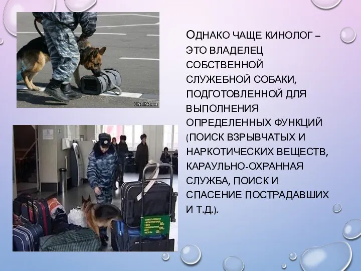 ОДНАКО ЧАЩЕ КИНОЛОГ –ЭТО ВЛАДЕЛЕЦ СОБСТВЕННОЙ СЛУЖЕБНОЙ СОБАКИ, ПОДГОТОВЛЕННОЙ ДЛЯ