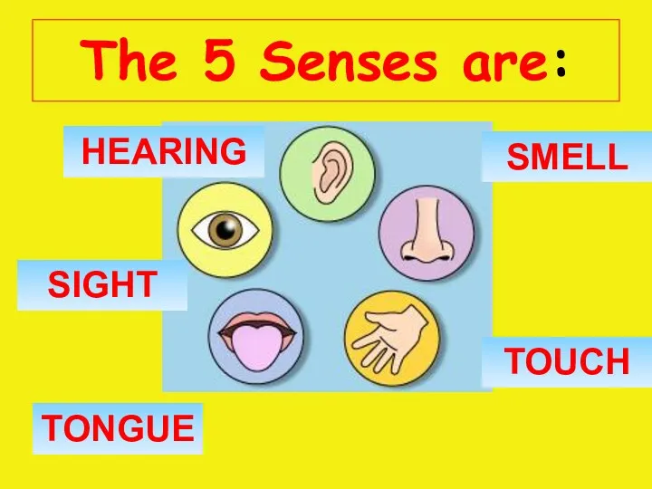 The 5 Senses are: TONGUE HEARING SIGHT TOUCH SMELL