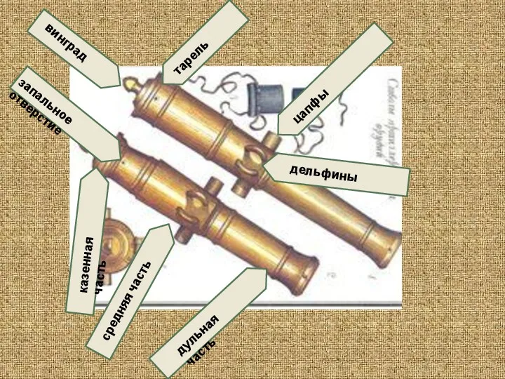дульная часть средняя часть казенная часть винград тарель запальное отверстие цапфы дельфины
