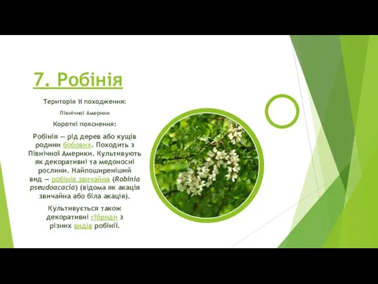 7. Робінія Територія її походження: Північної Америки Короткі пояснення: Робінія
