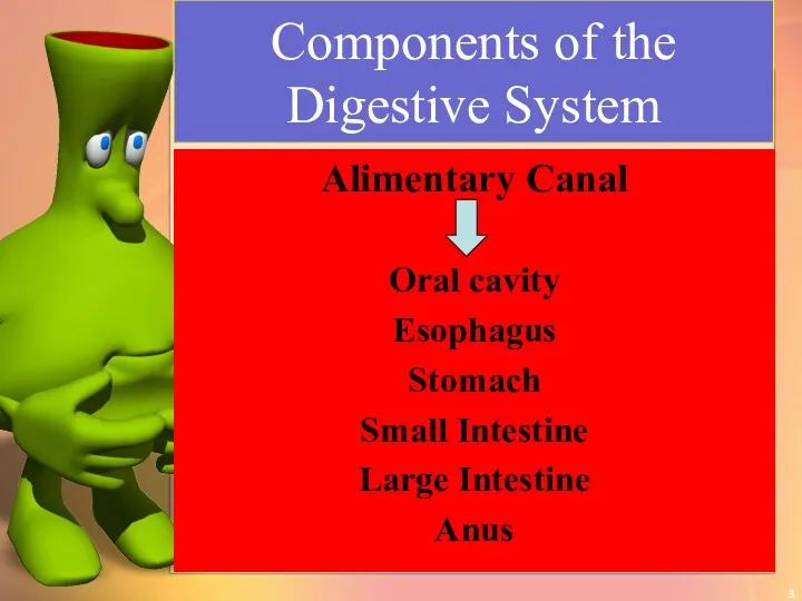 Components of the Digestive System Alimentary Canal Oral cavity Esophagus Stomach Small Intestine Large Intestine Anus