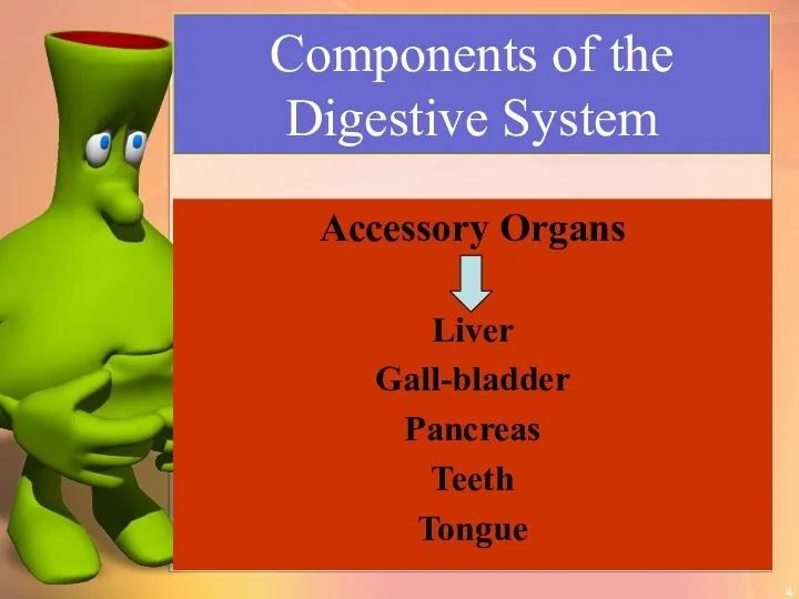 Accessory Organs Liver Gall-bladder Pancreas Teeth Tongue Components of the Digestive System