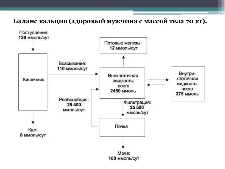 Баланс кальция (здоровый мужчина с массой тела 70 кг).