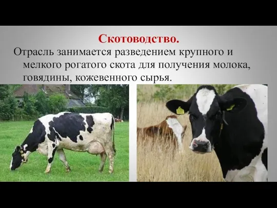 Скотоводство. Отрасль занимается разведением крупного и мелкого рогатого скота для получения молока, говядины, кожевенного сырья.
