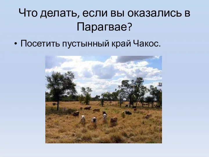 Что делать, если вы оказались в Парагвае? Посетить пустынный край Чакос.