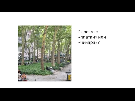 Plane tree: «платан» или «чинара»?