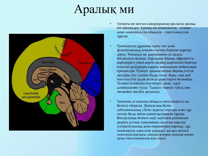 Аралық ми Ортаңғы ми мен ми сыңарларының арасында аралық ми