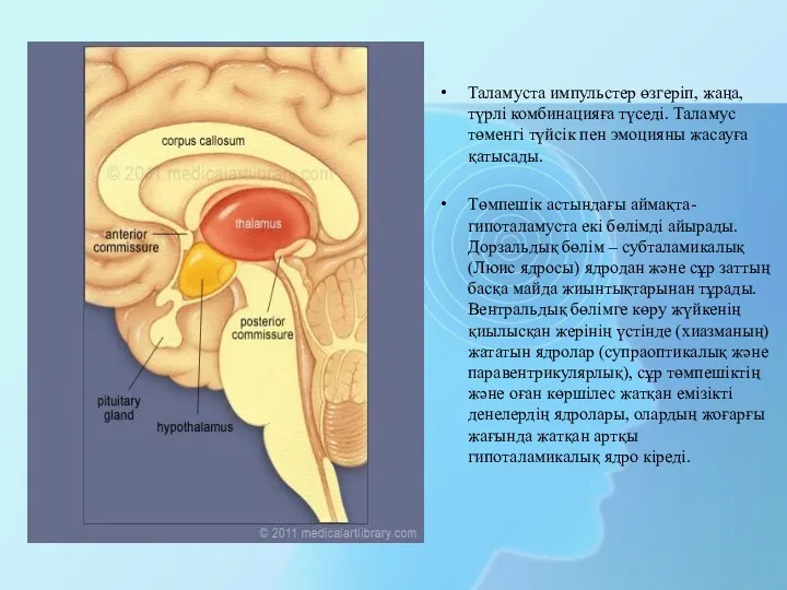 Таламуста импульстер өзгеріп, жаңа, түрлі комбинацияға түседі. Таламус төменгі түйсік