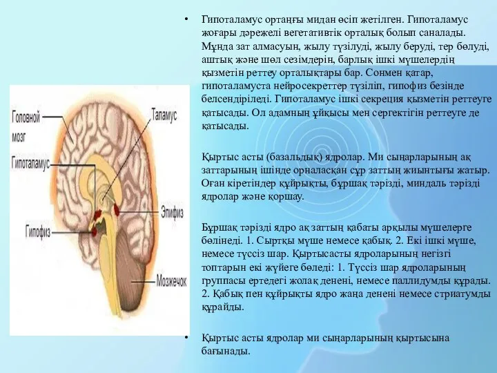 Гипоталамус ортаңғы мидан өсіп жетілген. Гипоталамус жоғары дәрежелі вегетативтік орталық