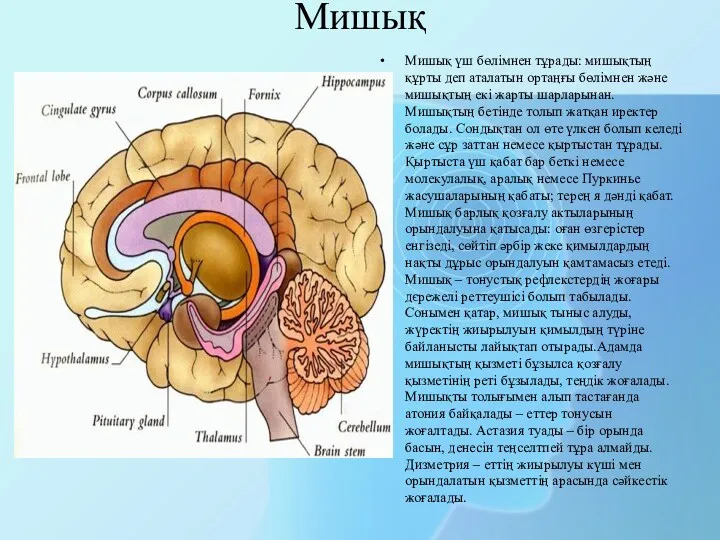 Мишық Мишық үш бөлімнен тұрады: мишықтың құрты деп аталатын ортаңғы