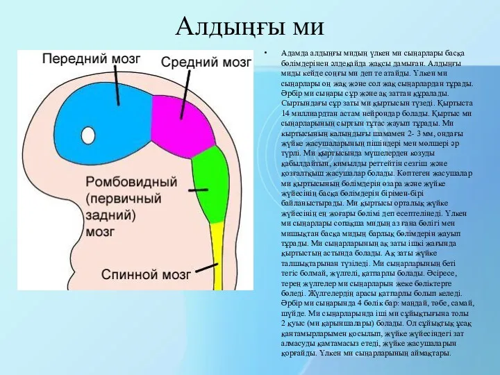 Алдыңғы ми Адамда алдыңғы мидың үлкен ми сыңарлары басқа бөлімдерінен