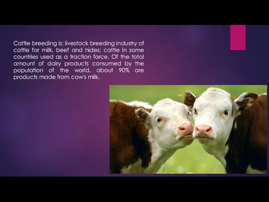 Cattle breeding is: livestock breeding industry of cattle for milk,