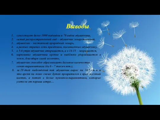 Выводы существует более 1000 подвидов и 70 видов одуванчика, самый