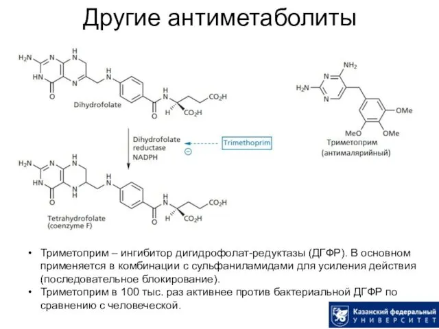 Другие антиметаболиты Триметоприм – ингибитор дигидрофолат-редуктазы (ДГФР). В основном применяется в комбинации с