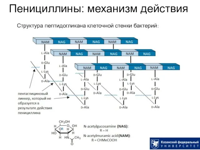 Пенициллины: механизм действия Структура пептидогликана клеточной стенки бактерий: