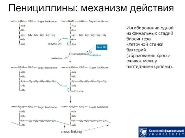 Пенициллины: механизм действия Ингибирование одной из финальных стадий биосинтеза клеточной