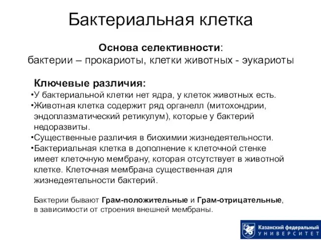 Бактериальная клетка Основа селективности: бактерии – прокариоты, клетки животных -