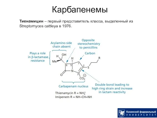 Карбапенемы Тиенамицин – первый представитель класса, выделенный из Streptomyces cattleya в 1976.