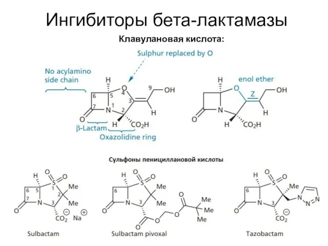 Ингибиторы бета-лактамазы Клавулановая кислота: