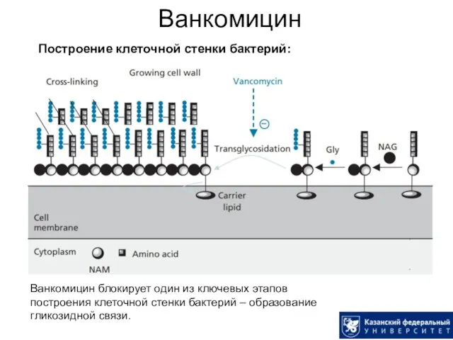 Ванкомицин Построение клеточной стенки бактерий: Ванкомицин блокирует один из ключевых