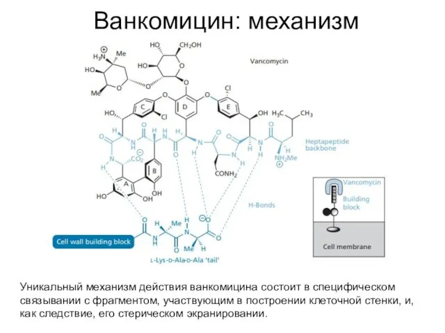 Ванкомицин: механизм Уникальный механизм действия ванкомицина состоит в специфическом связывании с фрагментом, участвующим