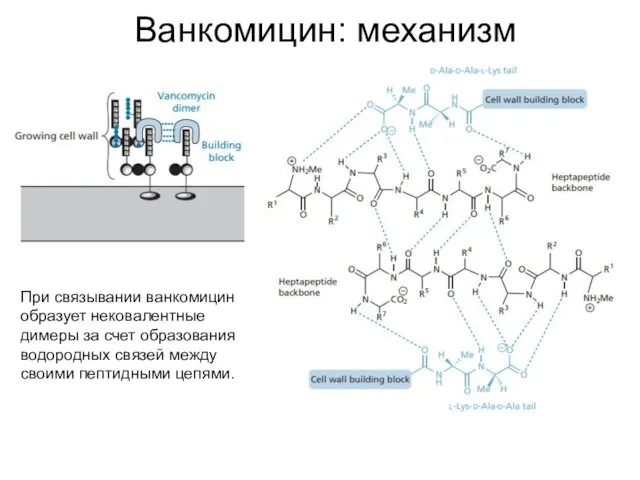 Ванкомицин: механизм При связывании ванкомицин образует нековалентные димеры за счет образования водородных связей