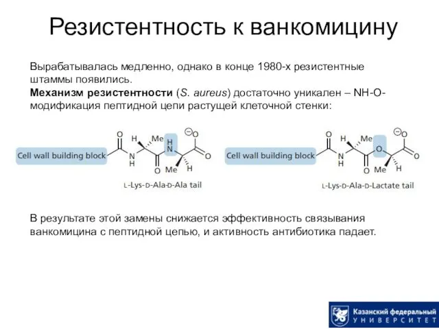 Резистентность к ванкомицину Вырабатывалась медленно, однако в конце 1980-х резистентные штаммы появились. Механизм