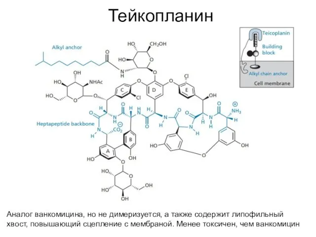 Тейкопланин Аналог ванкомицина, но не димеризуется, а также содержит липофильный хвост, повышающий сцепление
