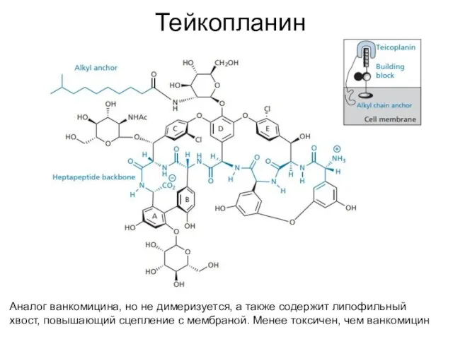 Тейкопланин Аналог ванкомицина, но не димеризуется, а также содержит липофильный