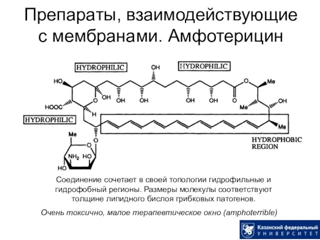 Препараты, взаимодействующие с мембранами. Амфотерицин Соединение сочетает в своей топологии гидрофильные и гидрофобный