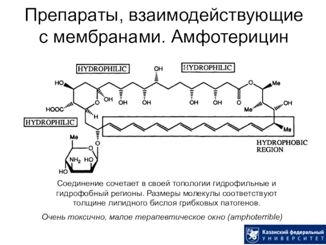 Препараты, взаимодействующие с мембранами. Амфотерицин Соединение сочетает в своей топологии
