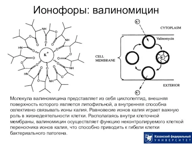 Ионофоры: валиномицин Молекула валиномицина представляет из себя циклопептид, внешняя поверхность которого является липофильной,