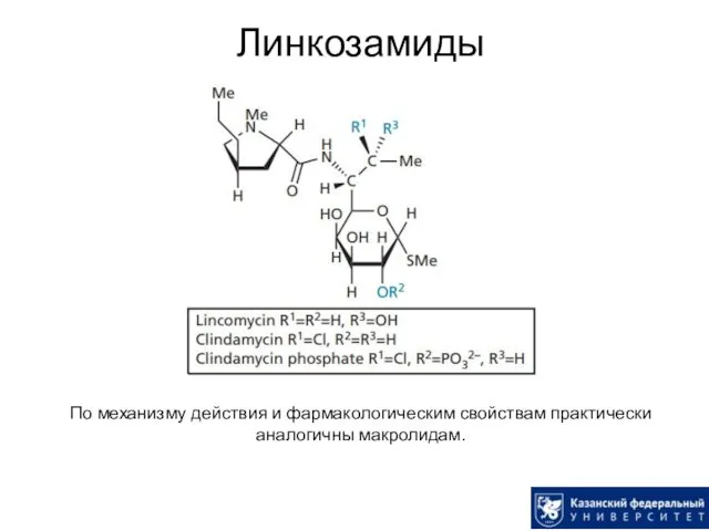 Линкозамиды По механизму действия и фармакологическим свойствам практически аналогичны макролидам.