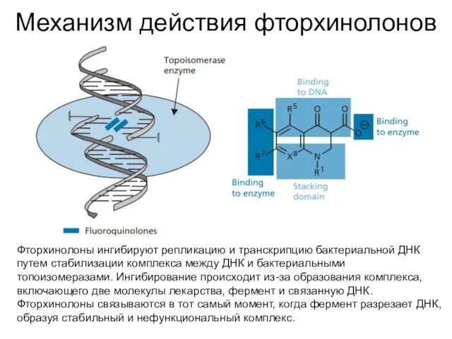 Механизм действия фторхинолонов Фторхинолоны ингибируют репликацию и транскрипцию бактериальной ДНК путем стабилизации комплекса