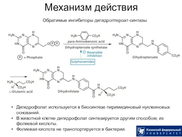 Механизм действия Обратимые ингибиторы дигидроптероат-синтазы Дигидрофолат используется в биосинтезе пиримидиновый нуклеиновых оснований. В