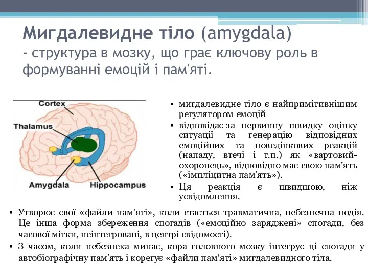 Мигдалевидне тіло (amygdala) - структура в мозку, що грає ключову