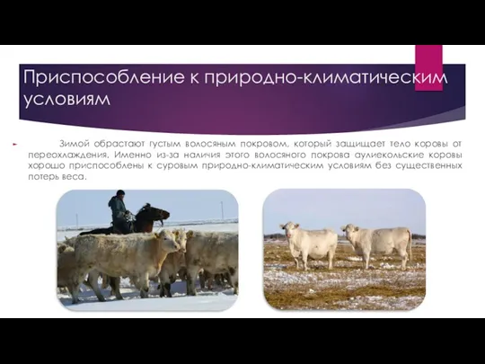 Приспособление к природно-климатическим условиям Зимой обрастают густым волосяным покровом, который защищает тело коровы