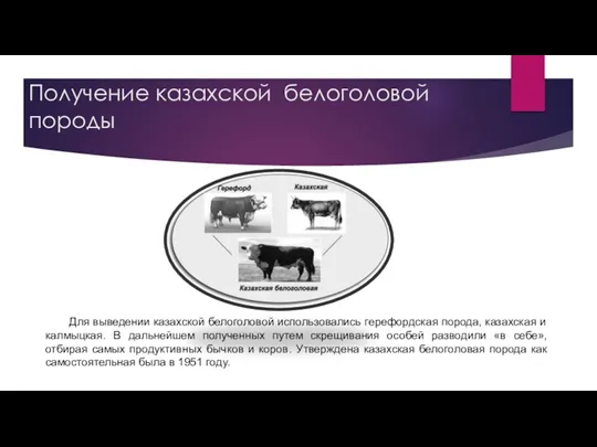 Получение казахской белоголовой породы Для выведении казахской белоголовой использовались герефордская порода, казахская и