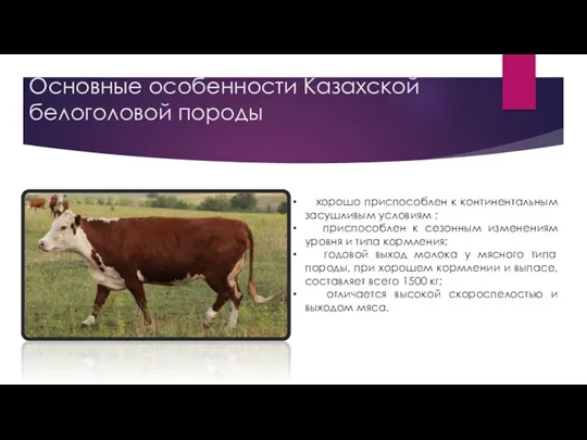 Основные особенности Казахской белоголовой породы хорошо приспособлен к континентальным засушливым условиям ; приспособлен