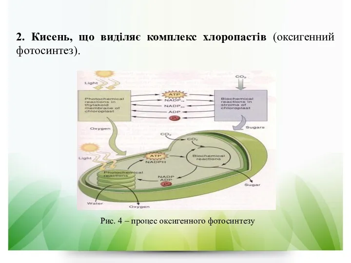 2. Кисень, що виділяє комплекс хлоропастів (оксигенний фотосинтез). Рис. 4 – процес оксигенного фотосинтезу