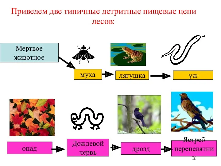 Мертвое животное Приведем две типичные детритные пищевые цепи лесов: муха