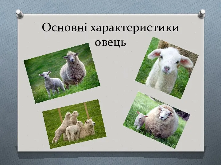 Основні характеристики овець