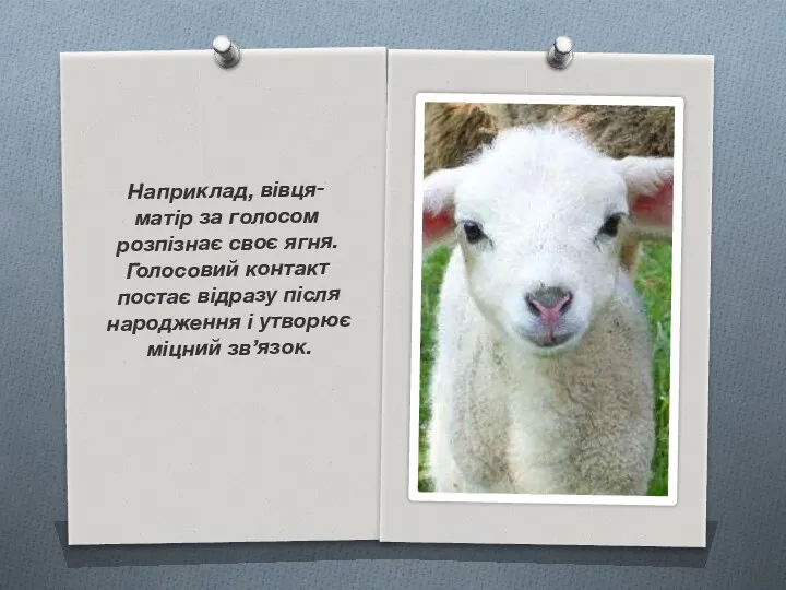 Наприклад, вівця-матір за голосом розпізнає своє ягня. Голосовий контакт постає відразу після народження