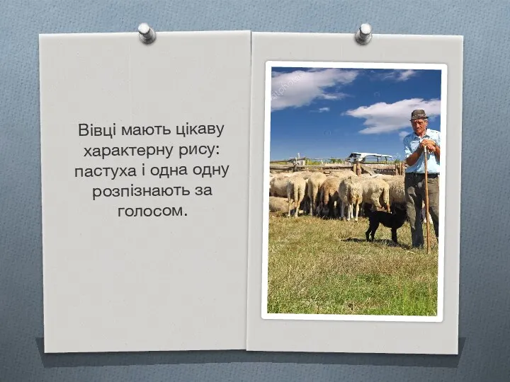 Вівці мають цікаву характерну рису: пастуха і одна одну розпізнають за голосом.