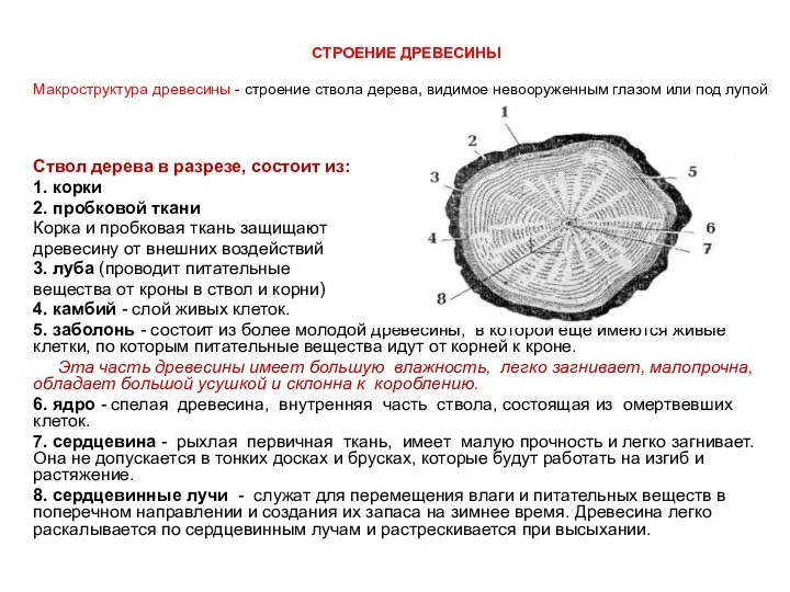 Строение древесины Макроструктура древесины - строение ствола дерева, видимое невооруженным