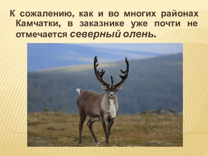К сожалению, как и во многих районах Камчатки, в заказнике уже почти не отмечается северный олень.