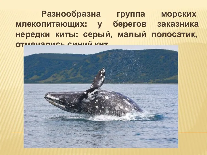 Разнообразна группа морских млекопитающих: у берегов заказника нередки киты: серый, малый полосатик, отмечались синий кит,