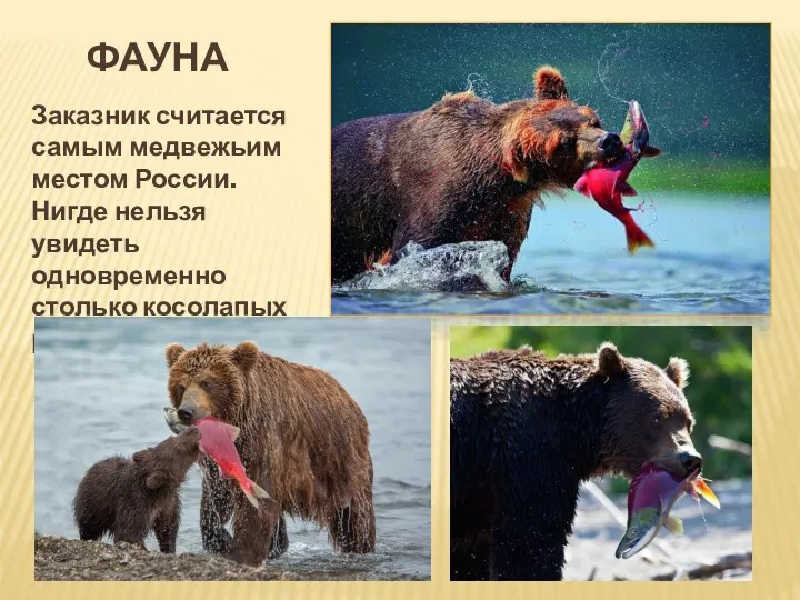 ФАУНА Заказник считается самым медвежьим местом России. Нигде нельзя увидеть одновременно столько косолапых рыбаков.