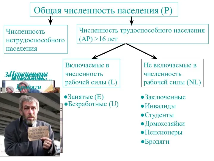 Общая численность населения (P) Численность трудоспособного населения (AP) >16 лет
